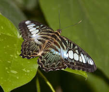 Imagem de Parthenos sylvia