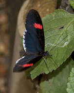 Image of Heliconius melpomene Linnaeus 1758