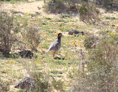 Image of Barbary Partridge