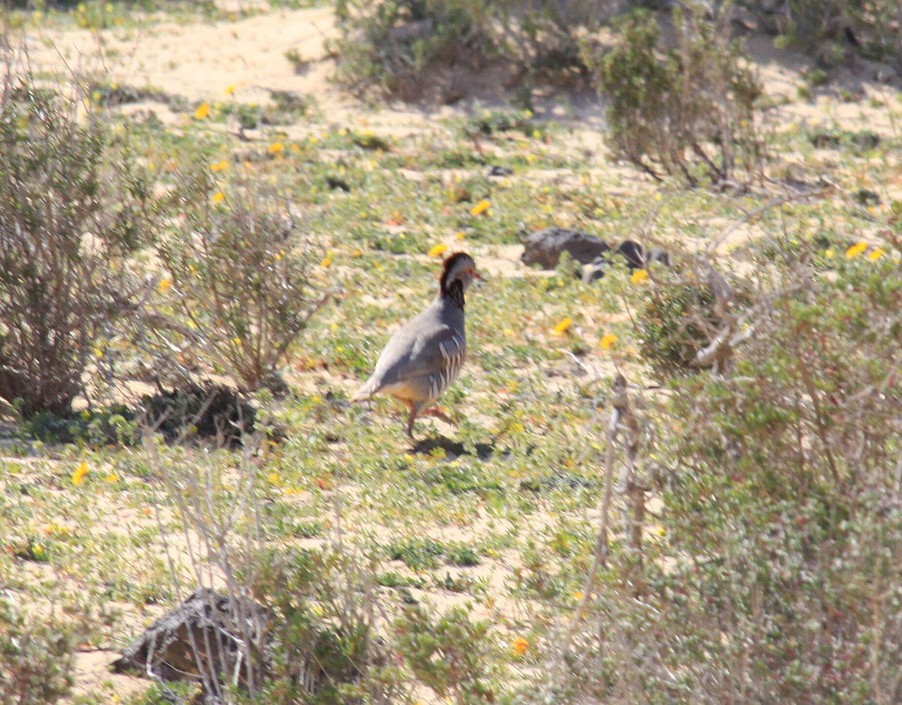 Image of Barbary Partridge