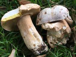 Sivun Boletus barrowsii Thiers & A. H. Sm. 1976 kuva