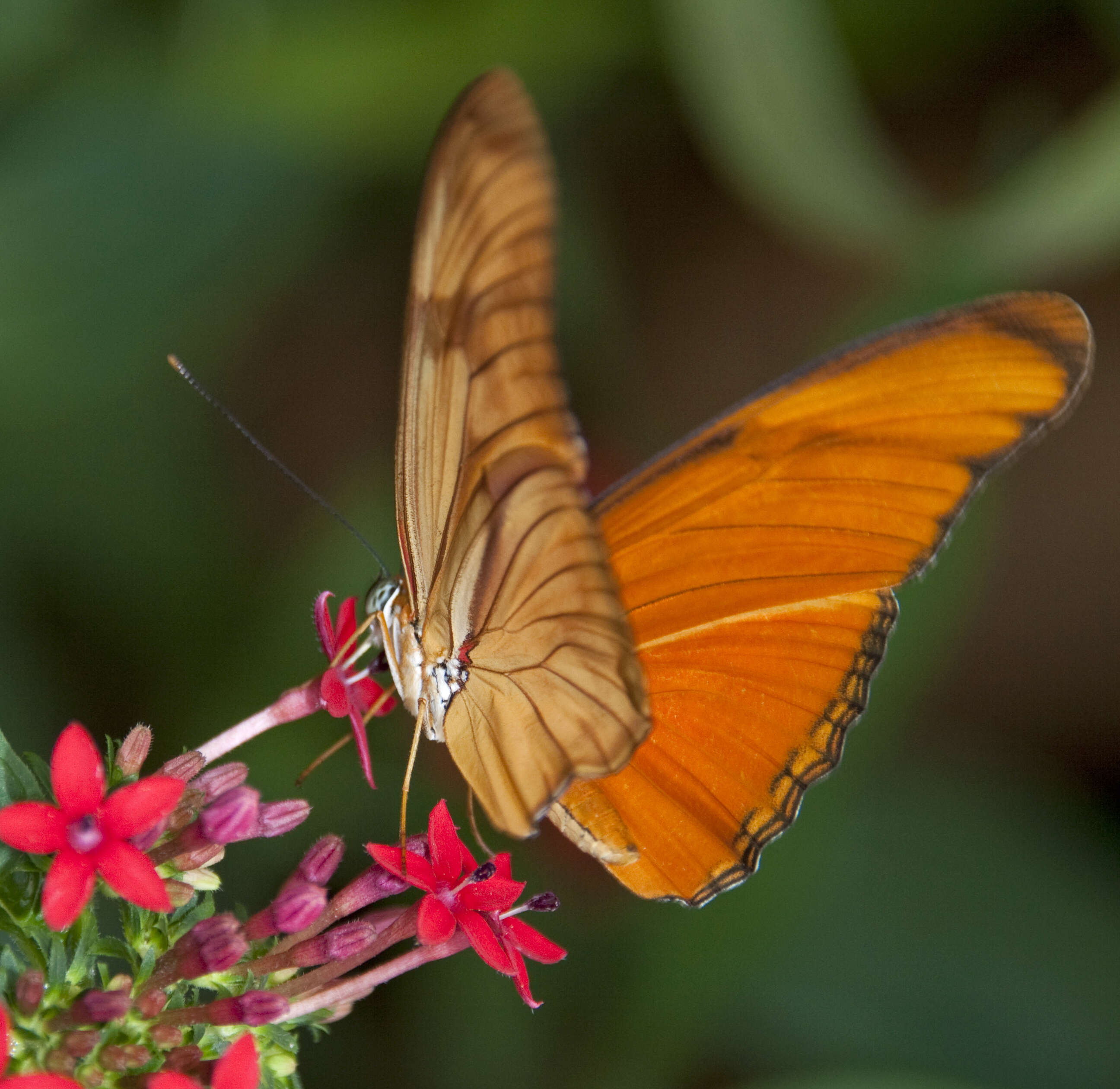 Image of Dryas