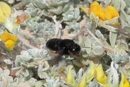 Image of Megachile fuerteventurae (Tkalcu 1993)