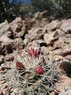 Image de Mammillaria johnstonii Orcutt