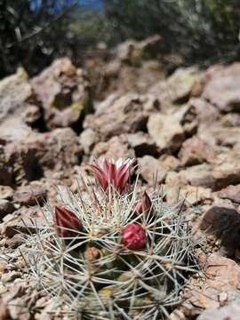 Image de Mammillaria johnstonii Orcutt