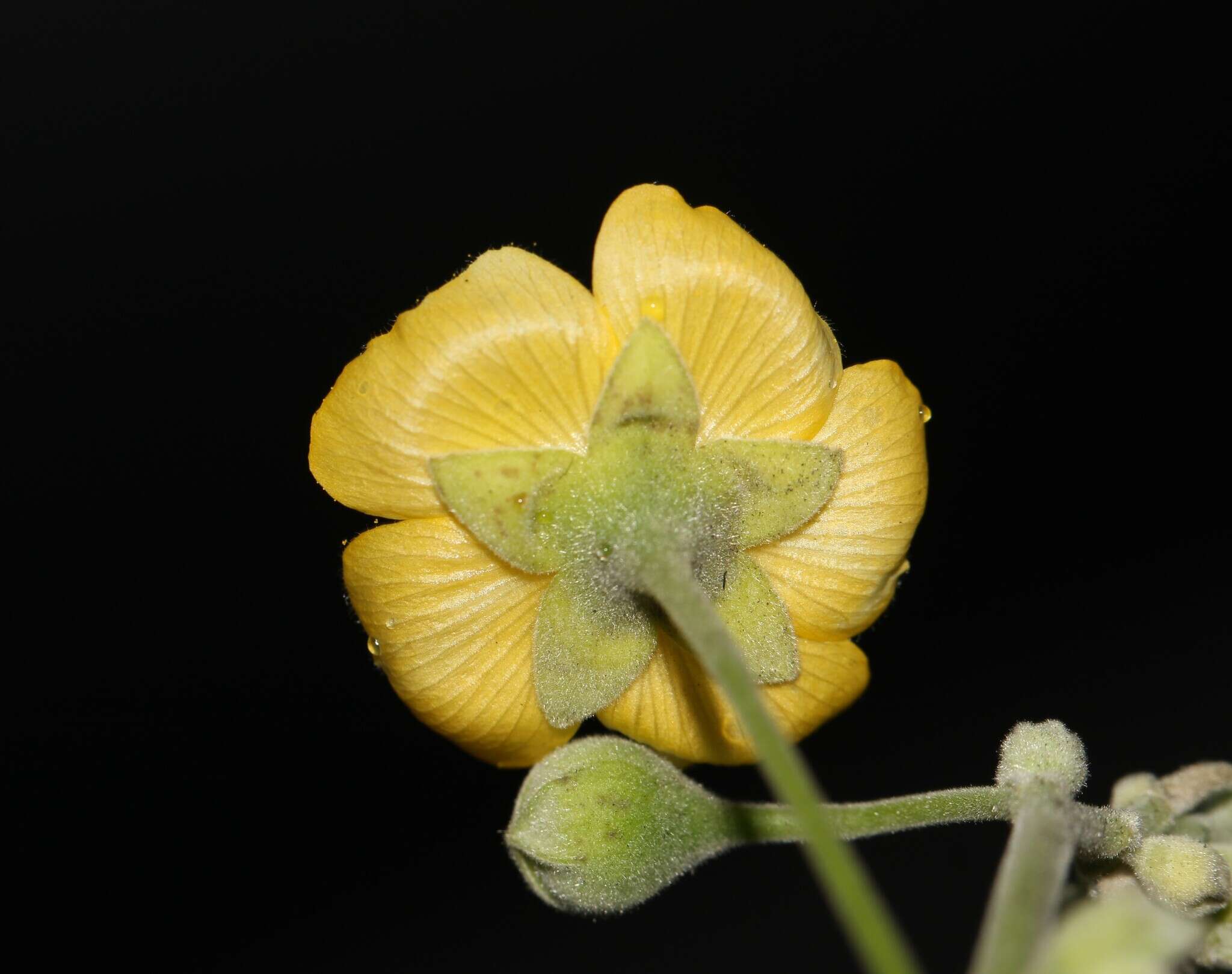 Imagem de Abutilon reventum S. Wats