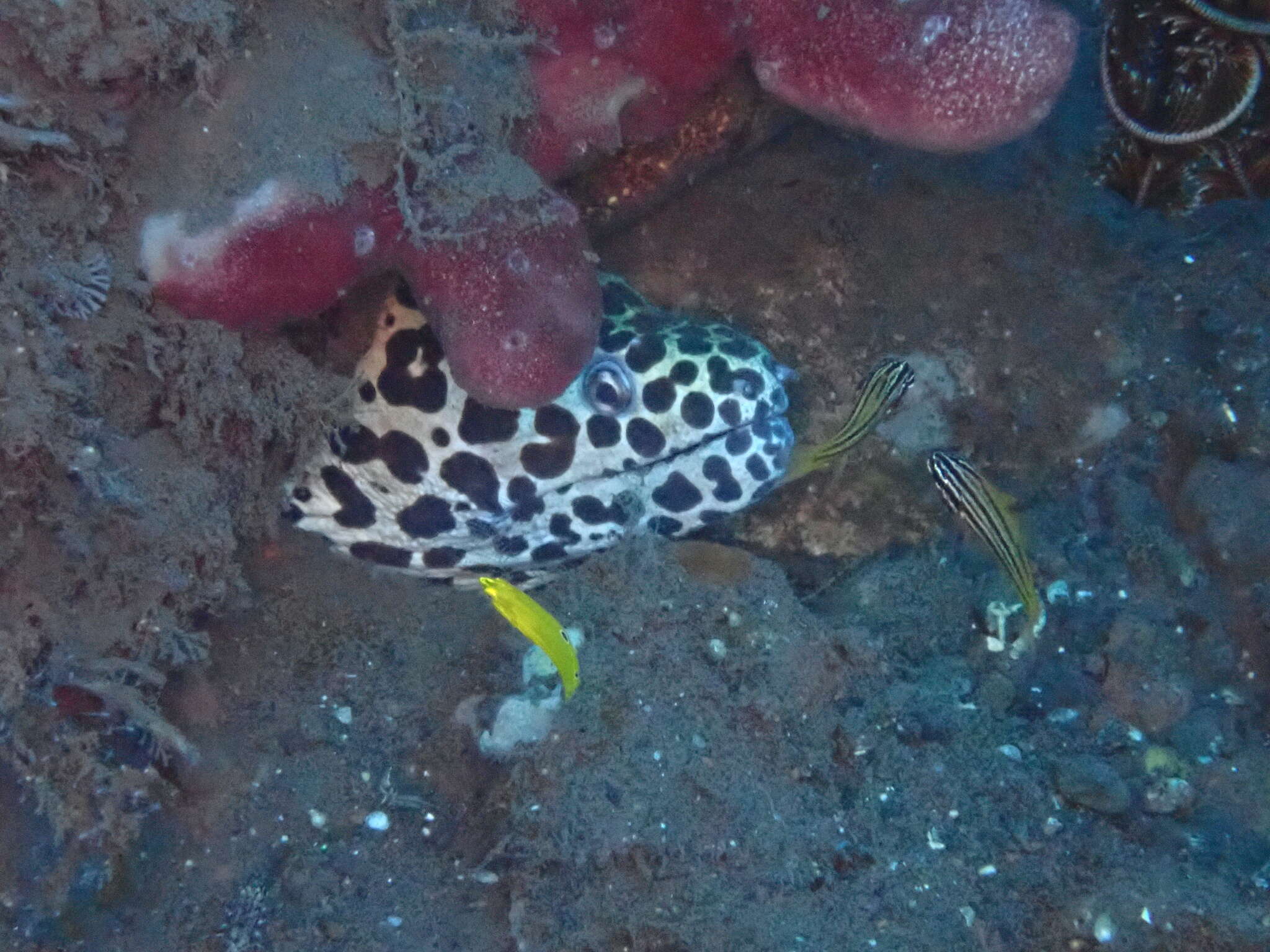 Image of Spotted moray