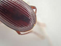 Image of Pterostichus (Leptoferonia) marinensis Hacker 1968