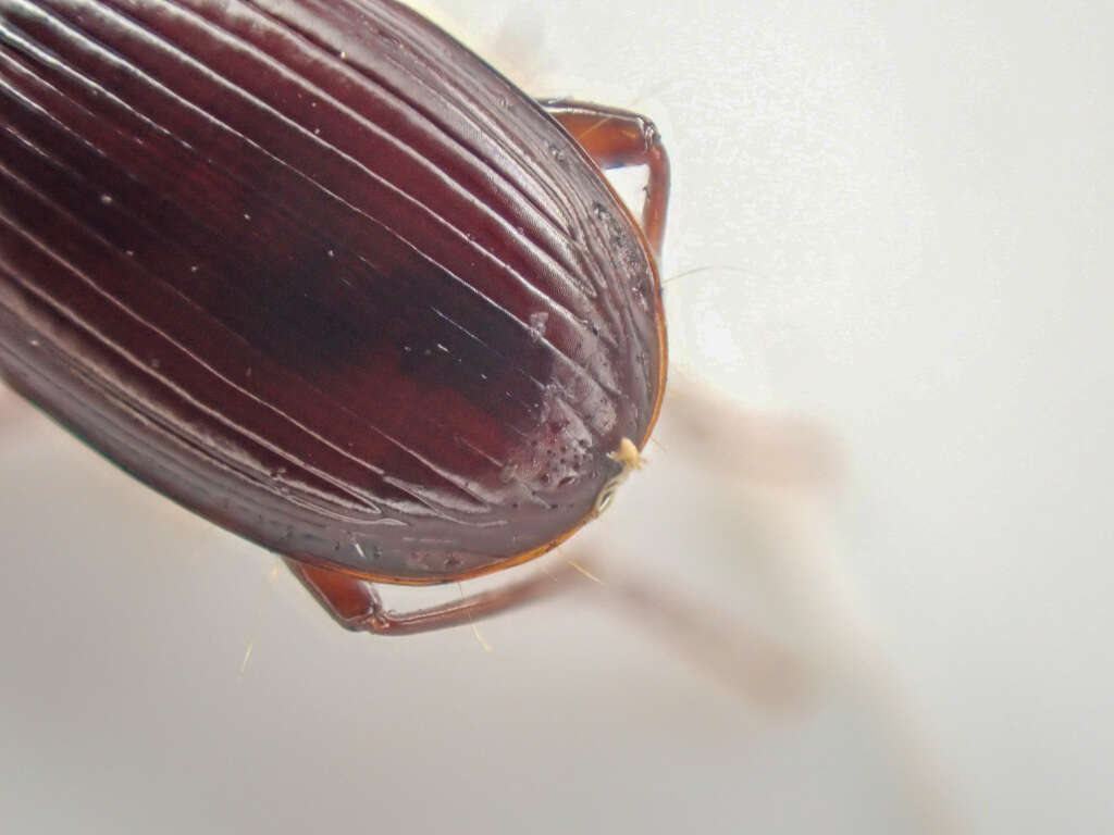 Image of Pterostichus (Leptoferonia) marinensis Hacker 1968