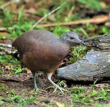 Image of Brown Tinamou