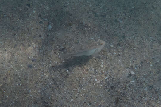 Image of Brush-tail toadfish