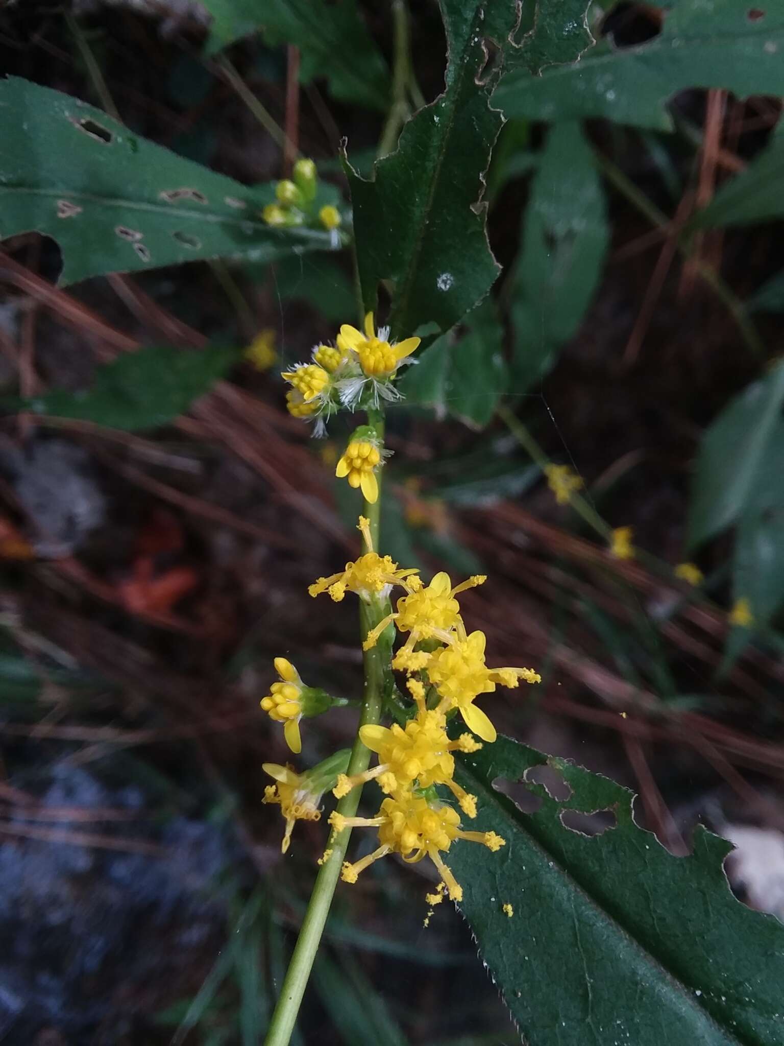 Image of Solidago caesia var. zedia R. E. Cook & Semple