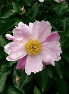 Plancia ëd Paeonia lactiflora Pall.