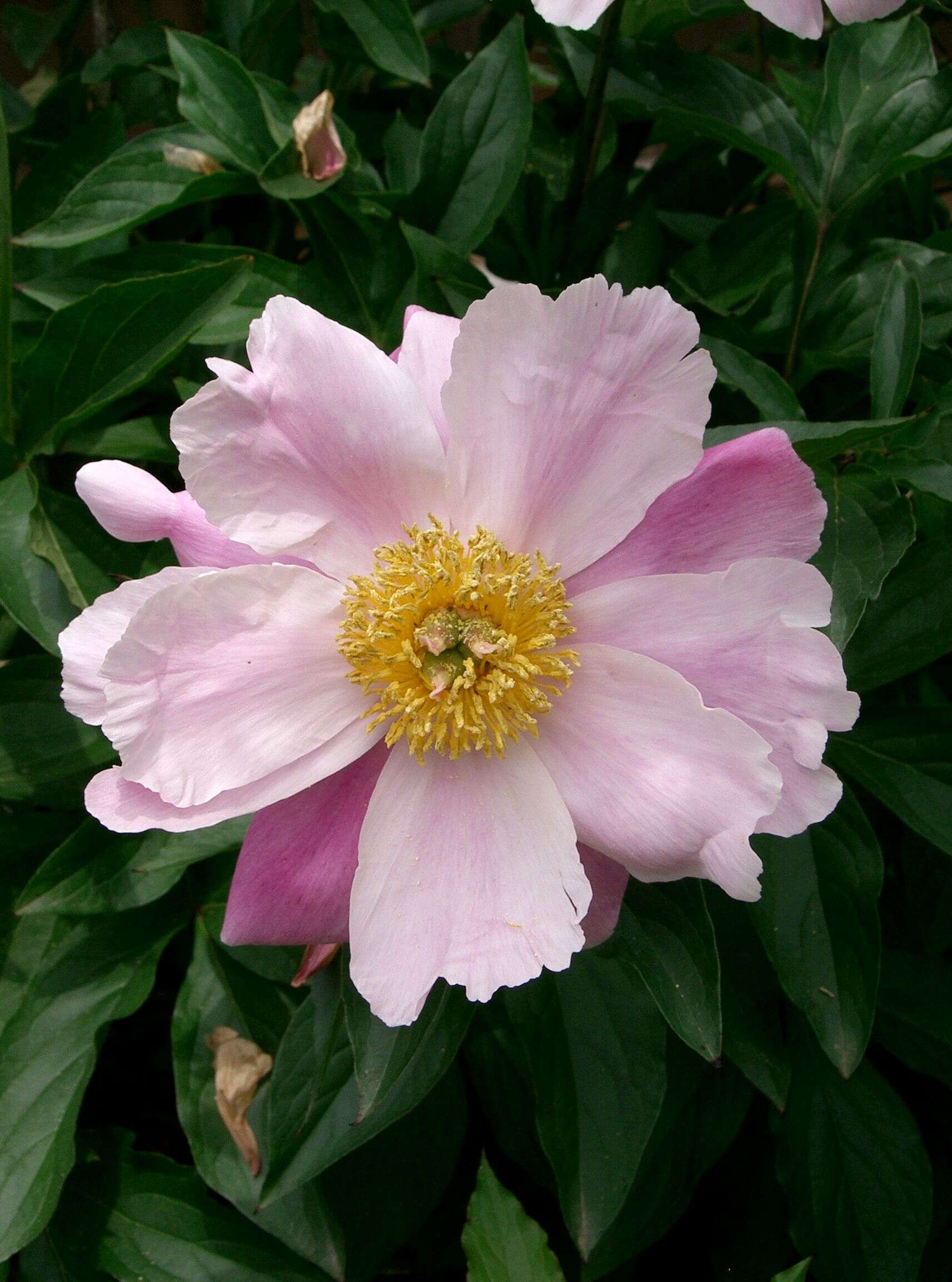 Plancia ëd Paeonia lactiflora Pall.