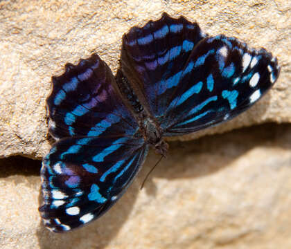 Image of Mexican Bluewing