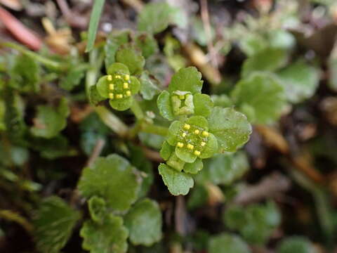 Image of Chrysosplenium lanuginosum Hook. fil. & Thoms.