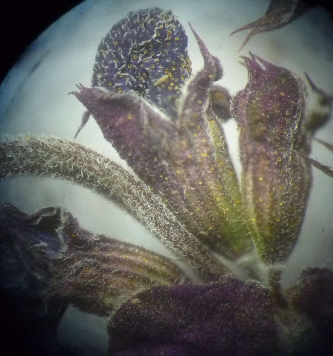 Image of Salvia nemorosa subsp. nemorosa