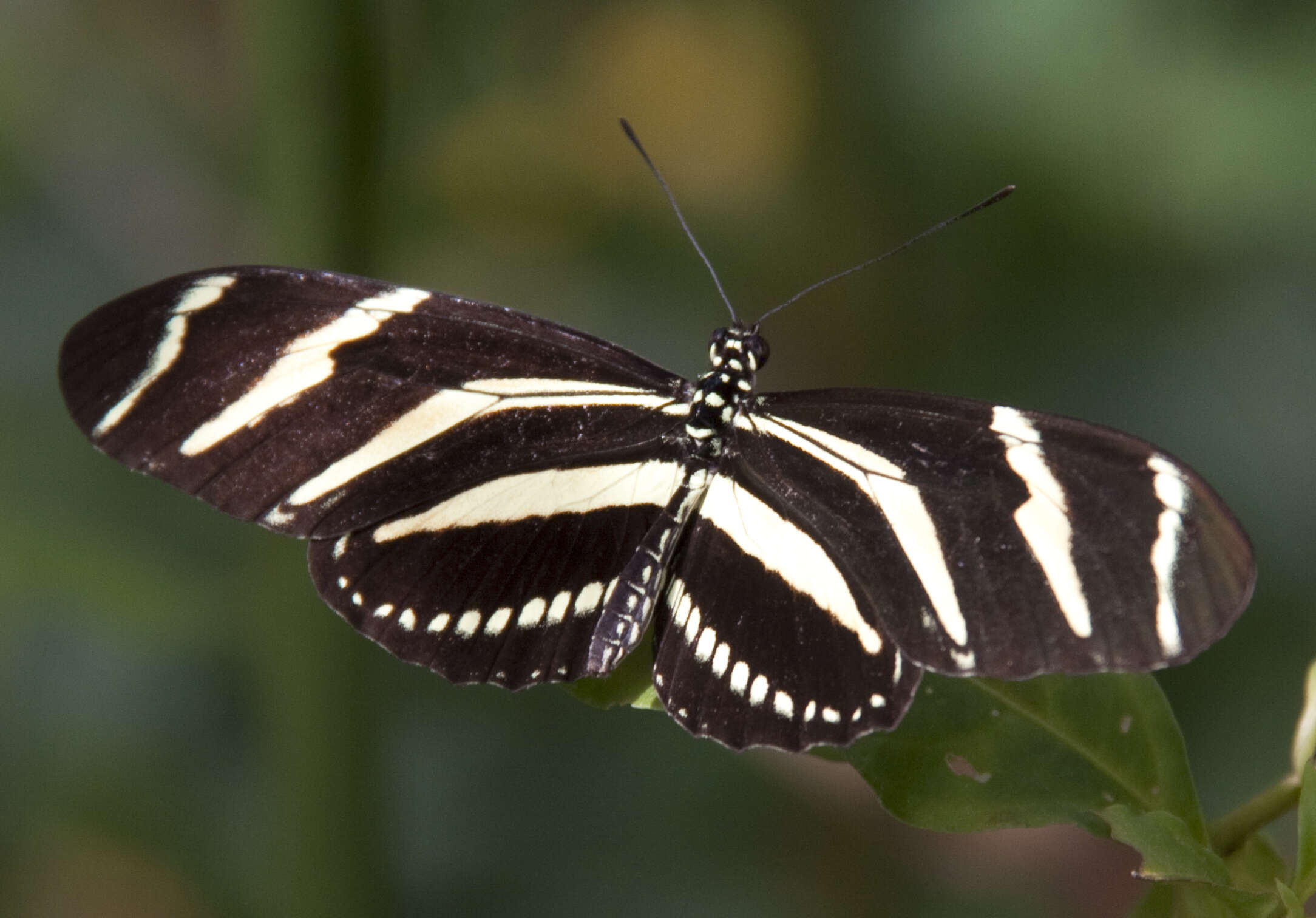 Image of Zebra Longwing