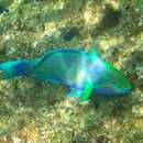 Image of Troschel's Parrotfish