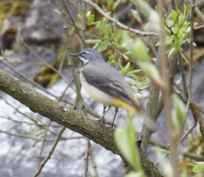 Image of Grey Wagtail