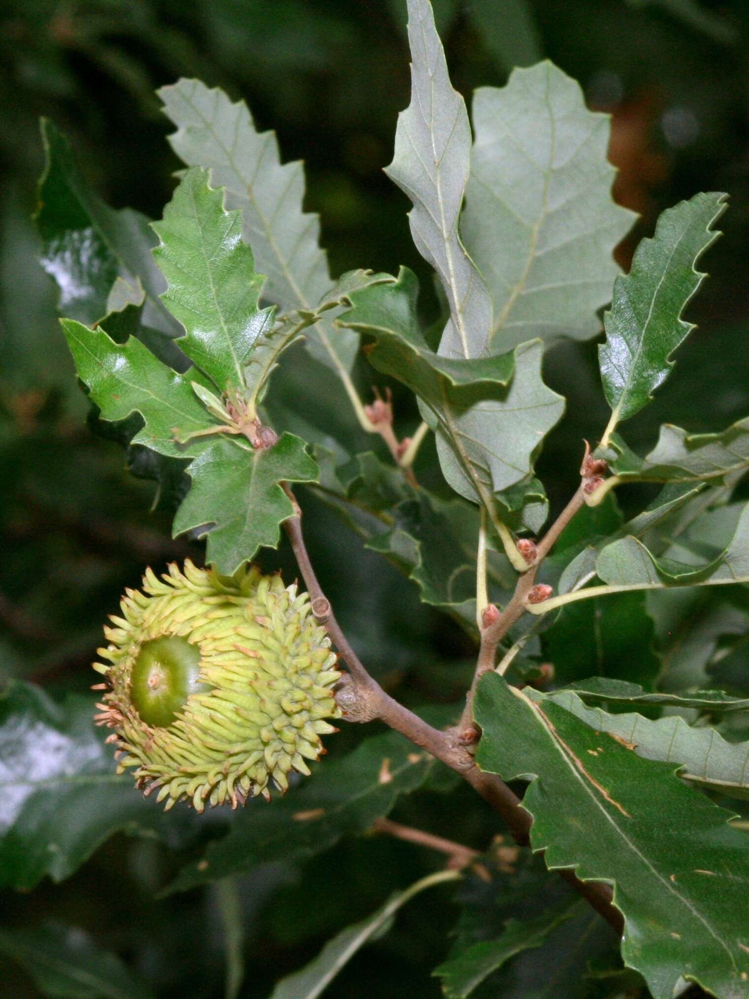 Image of Lebanon Oak