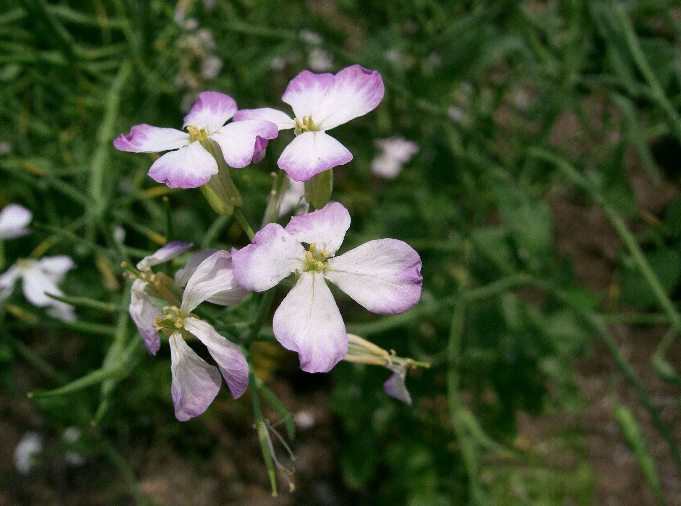 Image of cultivated radish