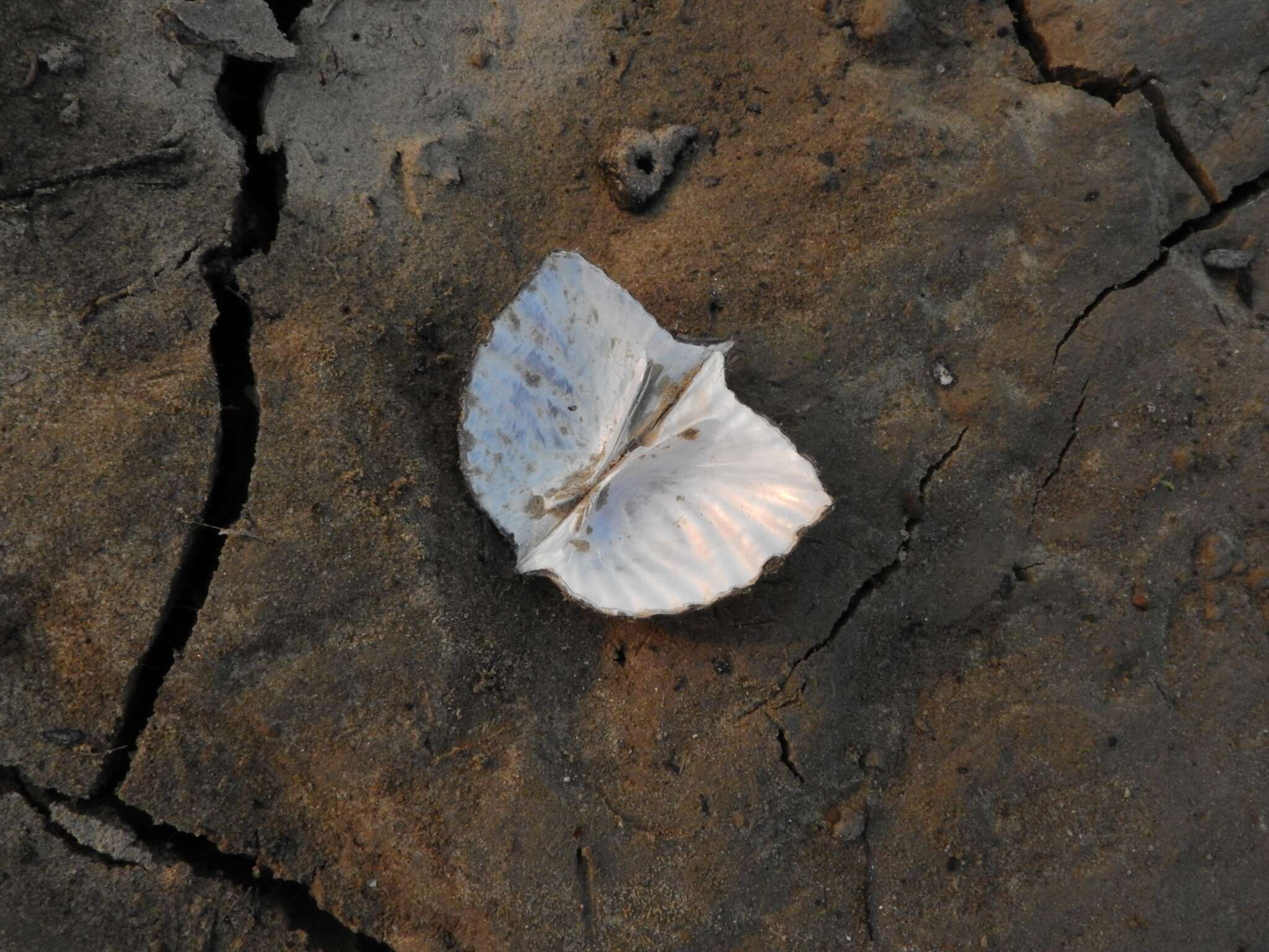 صورة Triplodon corrugatus (Lamarck 1819)