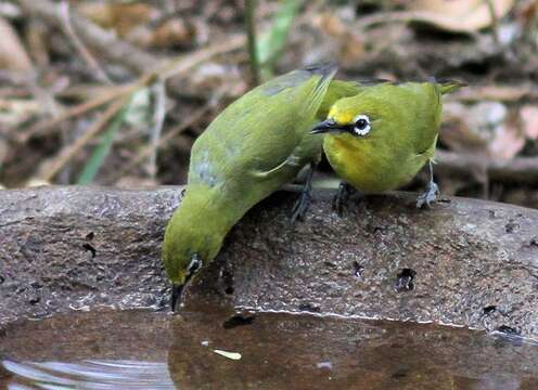 Imagem de Zosterops virens virens Sundevall 1850