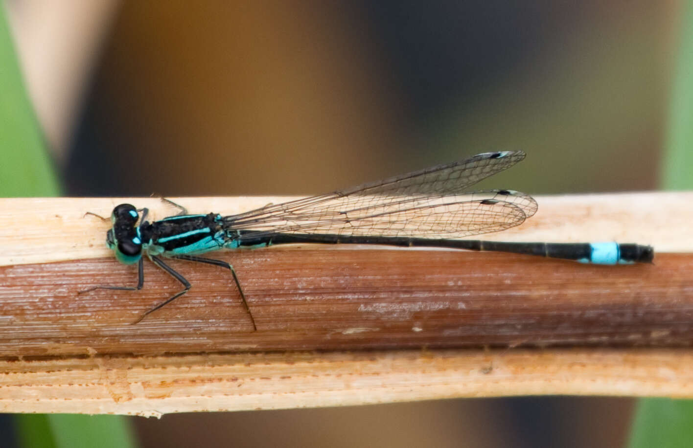 Imagem de Ischnura elegans (Vander Linden 1820)