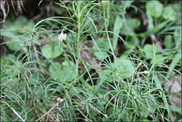 Image of Vittadinia tenuissima (Benth.) J. Black