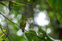 Euphonia rufiventris (Vieillot 1819)的圖片