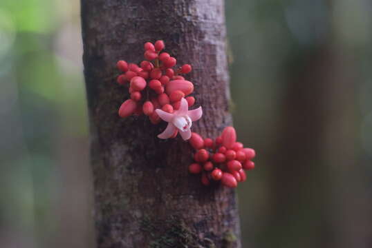 Image of Didymocheton roseus (Baill.) Holzmeyer & Mabb.