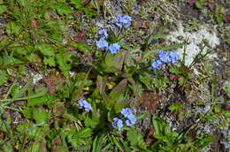 Image of Alpine forget-me-not