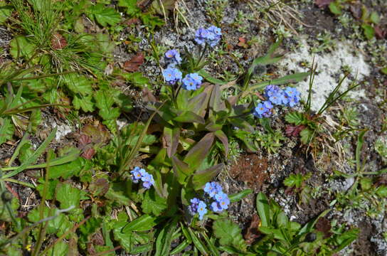 Image of Alpine forget-me-not