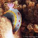 Sivun Hypselodoris bennetti (Angas 1864) kuva