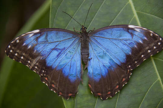 Image of Morpho peleides Kollar 1850