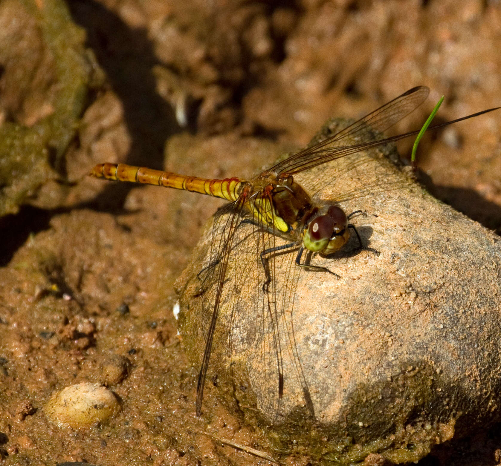 Image of Common Darter