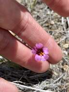 Erythranthe purpurea (A. L. Grant) N. S. Fraga resmi