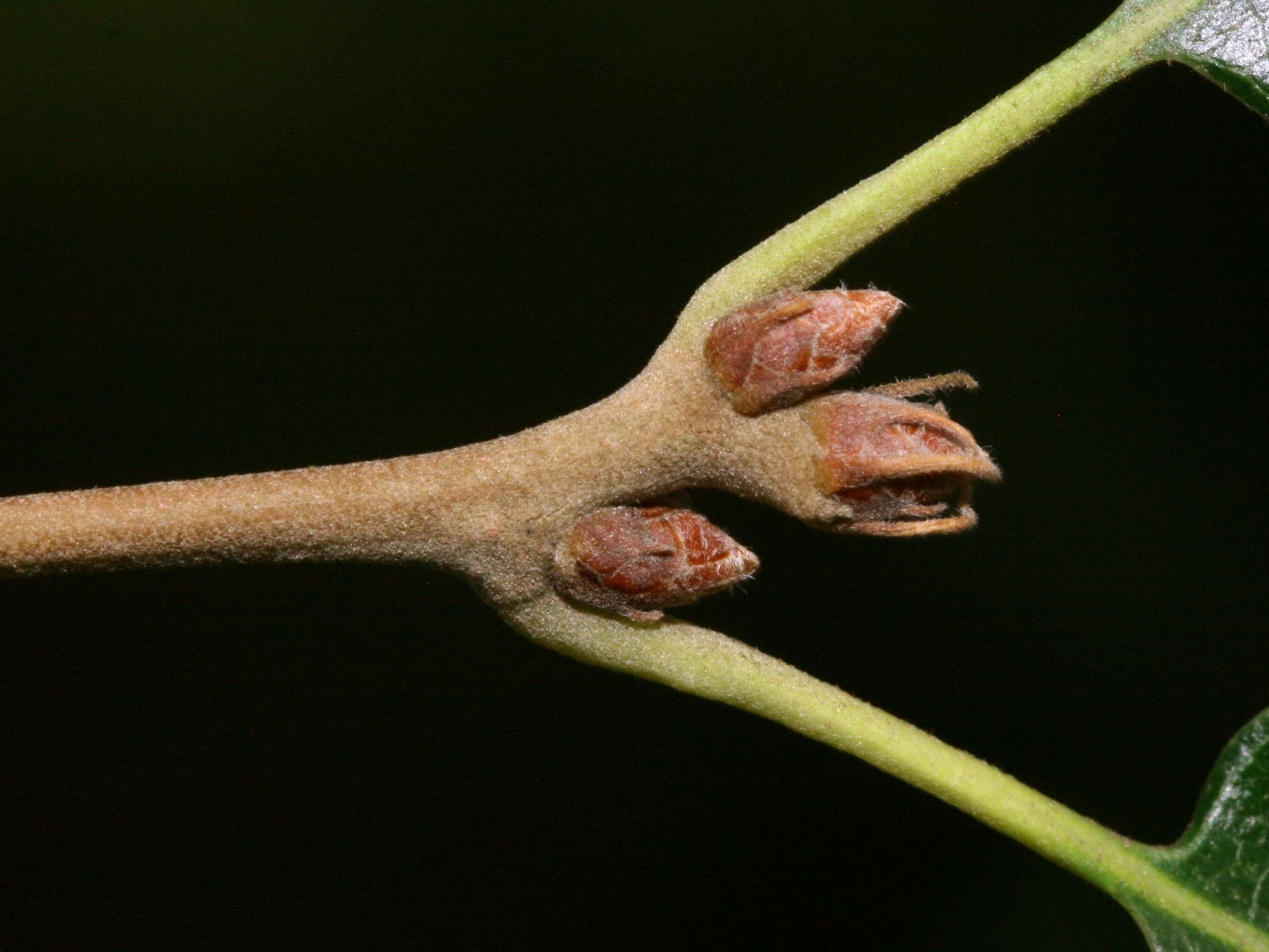 Imagem de Quercus libani G. Olivier