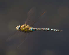 Image of Migrant Hawker