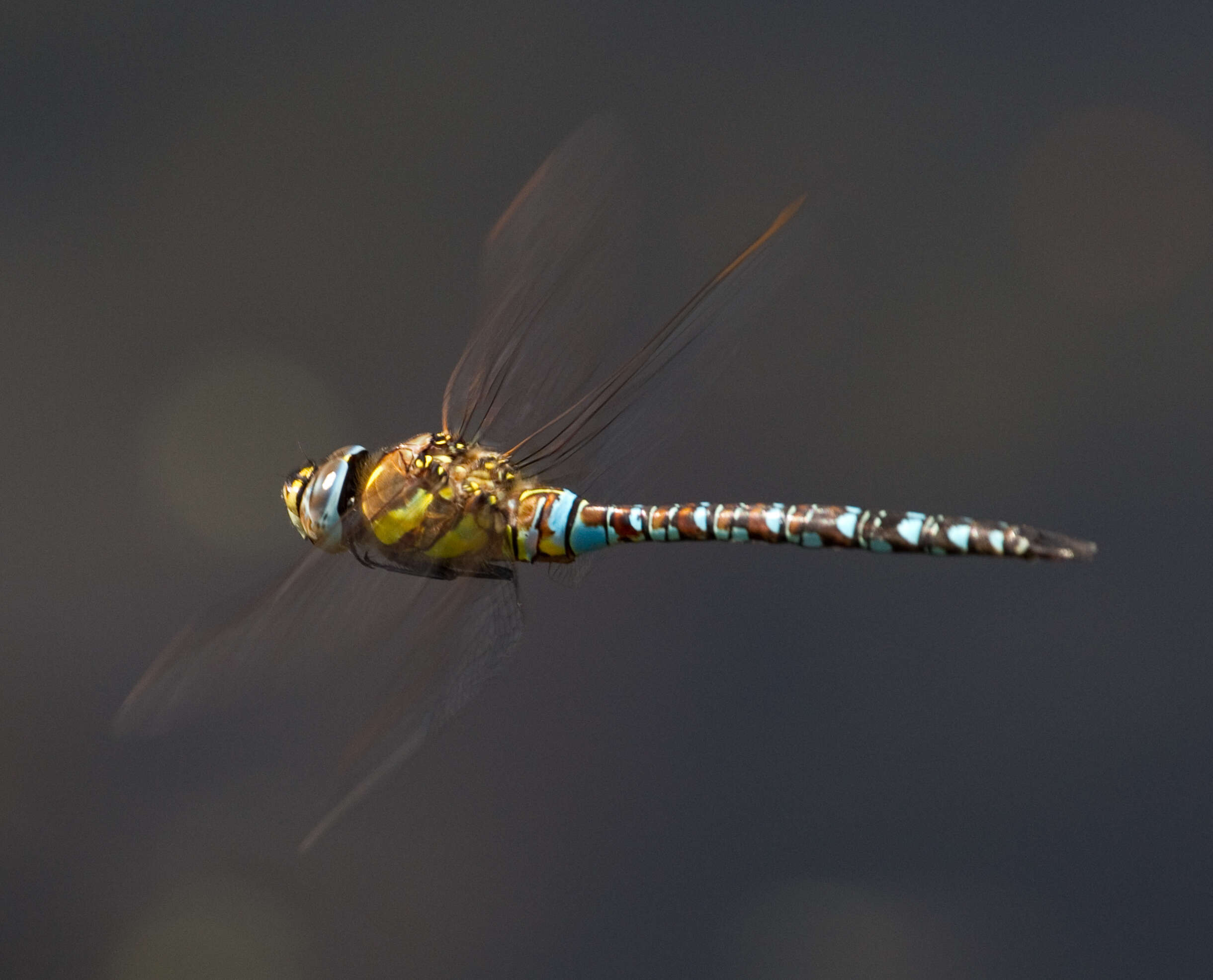 Image of Migrant Hawker