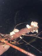 Gymnopus imbricatus J. A. Cooper & P. Leonard 2013 resmi