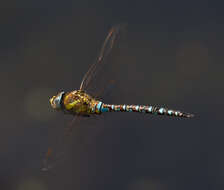 Image of Migrant Hawker