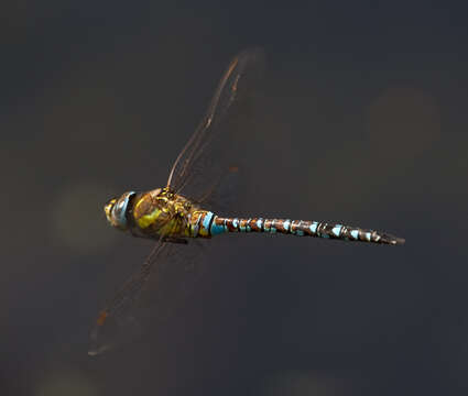 Image of Migrant Hawker