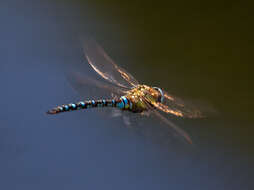 Image of hawker dragonfly