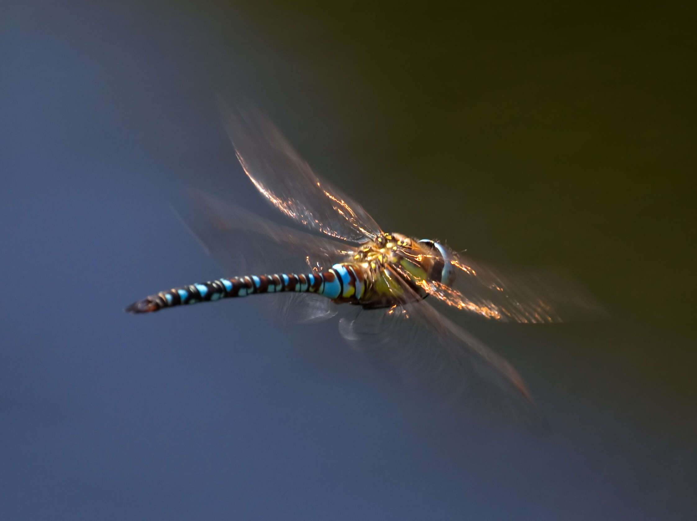 Image of hawker dragonfly