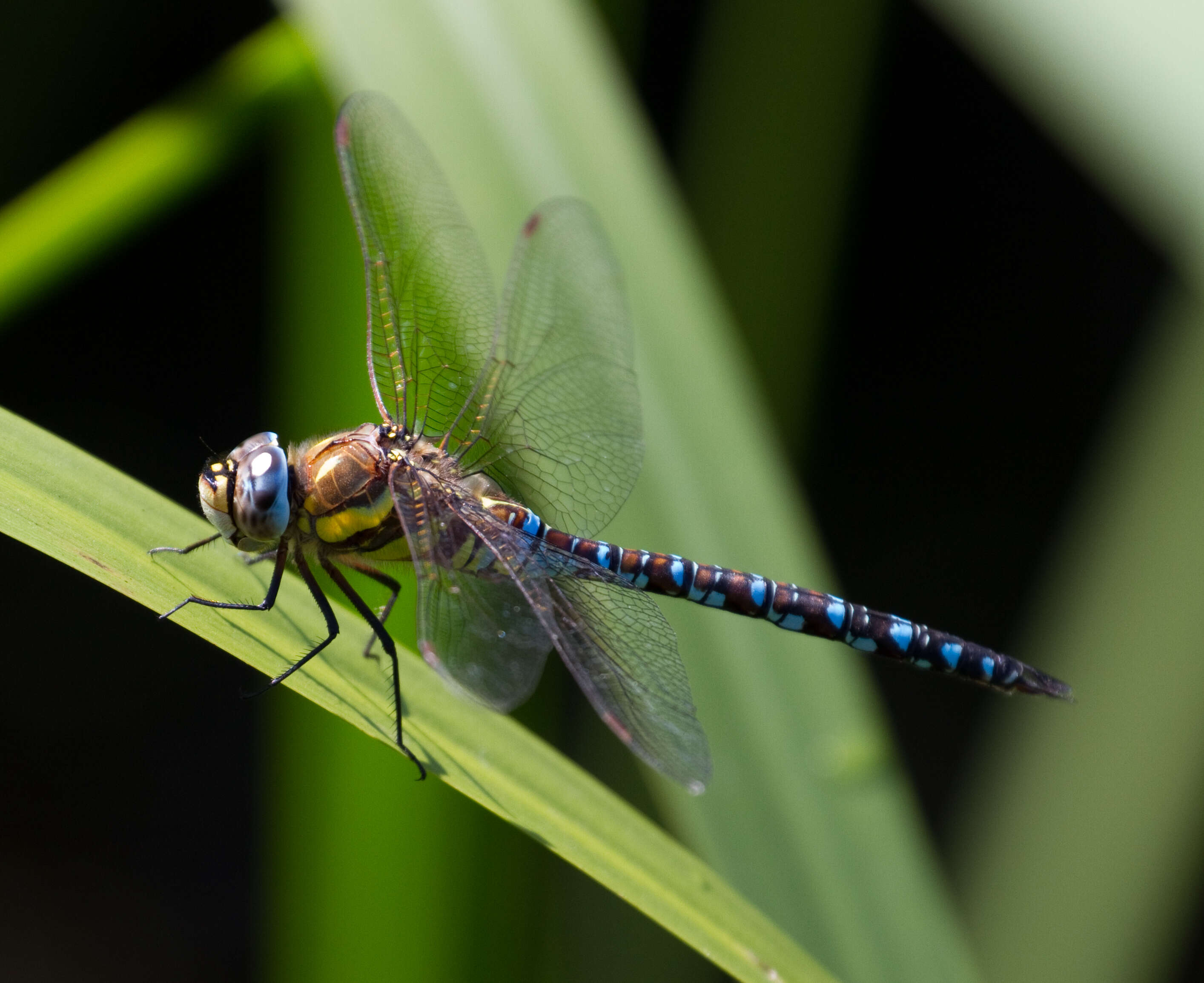 Image of Migrant Hawker