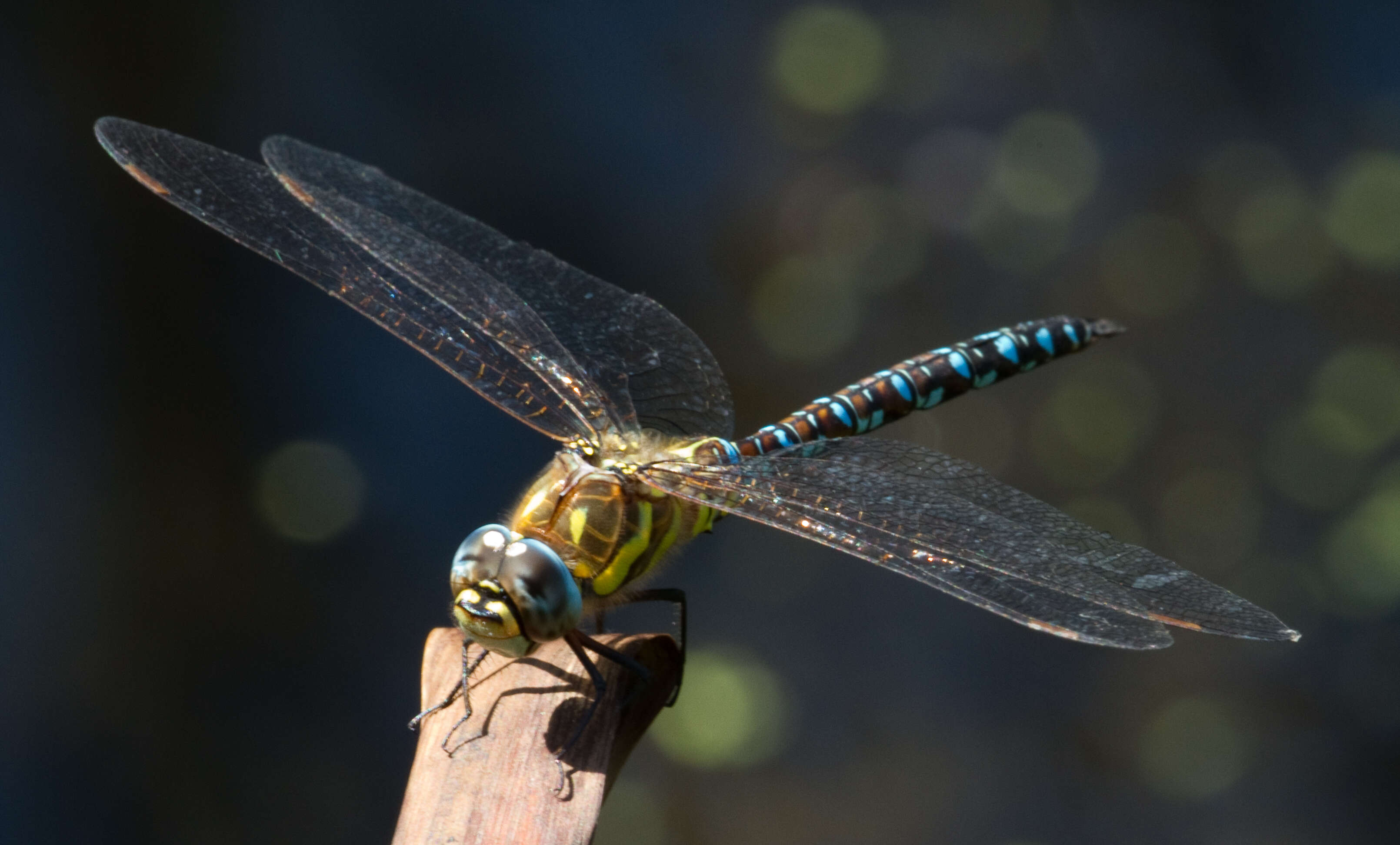 Image of Migrant Hawker