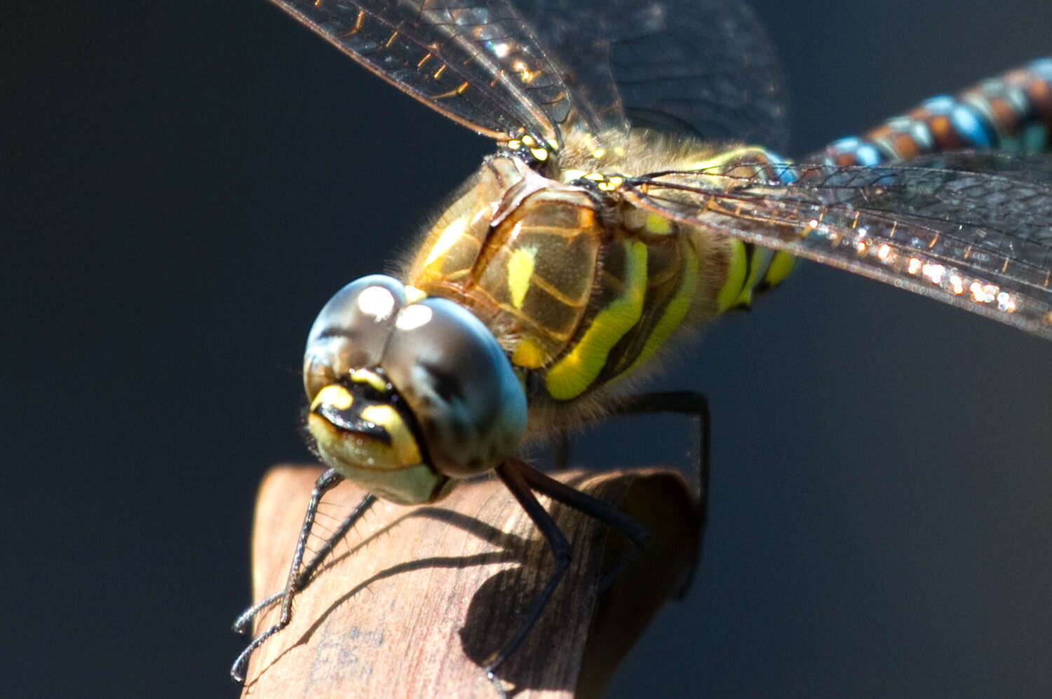 Image of Migrant Hawker