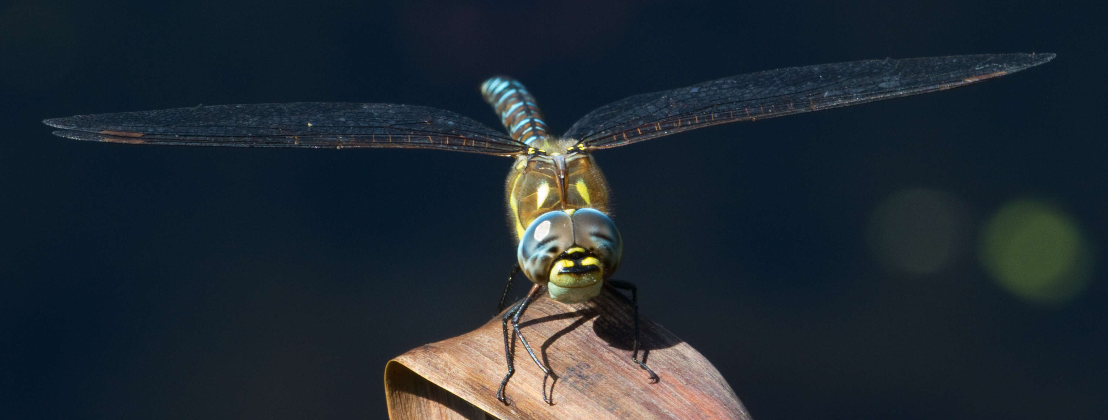 Image of Migrant Hawker